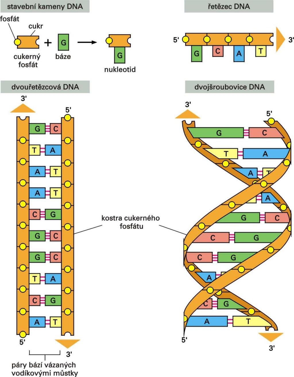 Struktura DNA Dusíkaté báze: Purinové báze: adenin, guanin