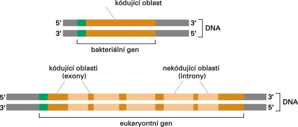 Prokaryotické a eukaryotické geny Pro eukaryotní geny je