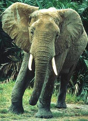 (Loxodonta africana)