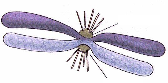 Metafázický chromozóm s připojenými mikrotubuly Do oblastí centromer je
