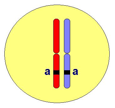 Alelické sestavy genotypu dominantním homozygot (AA) - obě alely dominantní, jedinec nese dominantní fenotyp recesivním