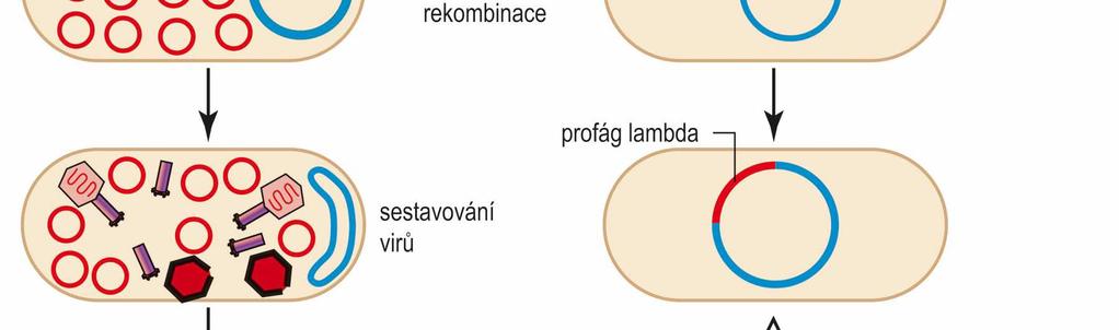 vstupuje do lytické dráhy reparační mechanismy