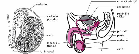 Spermatogeneze se zahajuje bez hormonálního vlivu a zastavuje se v profázi I. Dokonĉení prvního meiotického dělení nastane aţ v pubertě, v období, kdy opět stoupne produkce testosteronu.