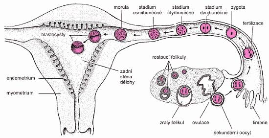 a získávají specifické funkce. Vzniká chorion, amnion, ţloutkový váĉek a primární zárodeĉné listy (Leifer, 2004). Obr. 2 Ovulace a fertilizace, kterými se zaĉíná vývoj ĉlověka.