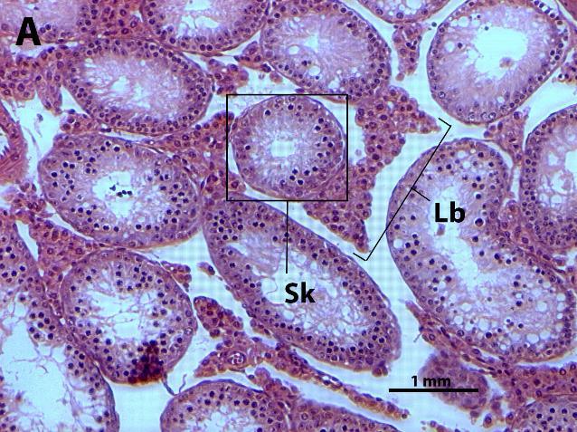 Obr. 6, A a B. Porovnání řezů varlat sterilních (A) a nesterilních samců (B). Sk, semenotvorný kanálek; Lb, Leydigovy podpůrné buňky.