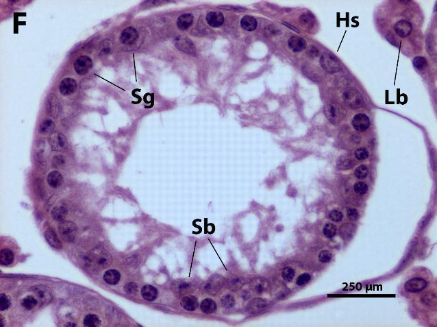 buňka; Sg, spermatogonium; Sc, spermatocyt; ksp, kulatá spermatida;