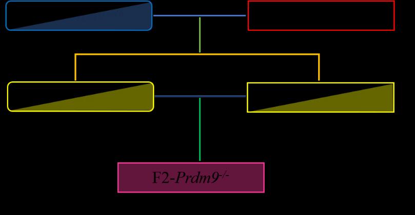 F2-Prdm9 tm1/tm1 (Tab. P1b).
