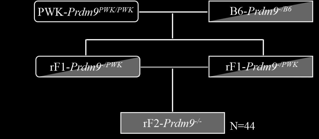Obr. 17. ((PWK-Prdm9 PWK/PWK x B6-Prdm9 -/B6 )rf1-prdm9 -/PWK x rf1-prdm9 -/PWK )rf2-prdm9 -/-. Křížení bylo vytvořeno jak s mutací Prdm9 tm1 tak s mutací Prdm9 em1.