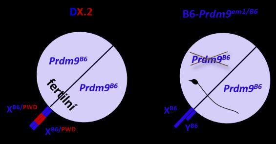 diferenciální úsek v oblasti 0 69,6 Mbp. Subkonsomik z distální části Chr X, který by zahrnoval celou signifikantní oblast identifikovanou QTL mapováním, nebyl zatím k dispozici. Samička DX.