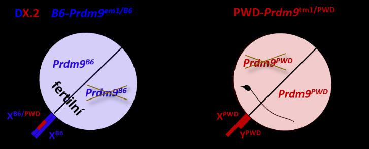 2; do další generace byly vybrány samičky, které byly heterozygotní i v genu Prdm9 (Prdm9 em1/b6 ). Tyto samičky byly kříženy se samcem PWD-Prdm9 tm1/pwd (Obr. 28).