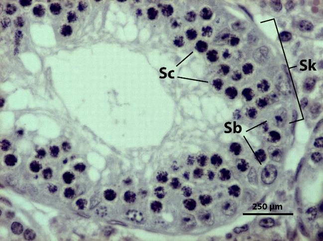 semenotvorného kanálku varlat (B C, E F) u Prdm9 em1/tm1 samců