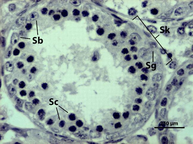 Sk, semenotvorný kanálek; Sb, Sertoliho buňka; Sg, spermatogonium;