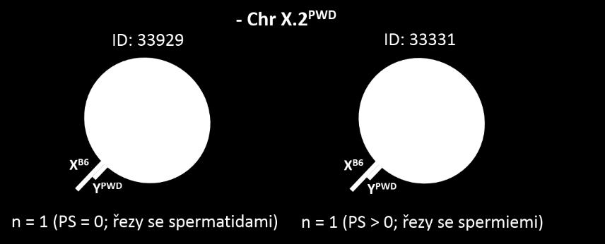 spermatida; Sm, spermie; (A) schématické lízátko genomů samců ID: