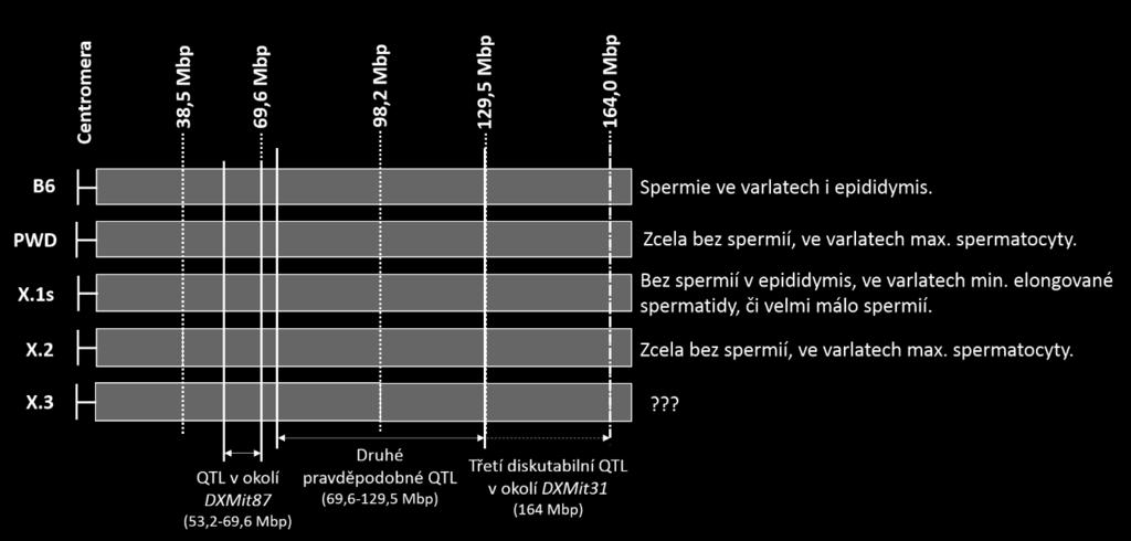 Je však důležité zmínit, že Hstx1 PWD i Hstx2 PWD (64,9 69,6 Mbp) zhoršují fertilitu samců, podobně jako QTL na Chr X PWD (53,2 69,6 Mbp) u Prdm9 -/- kříženců popsané v této práci.