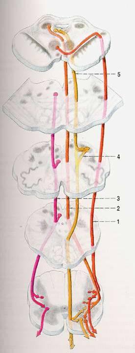 Kmenové motorické dráhy tr. rubro - spinalis tr. tecto - spinalis tr.