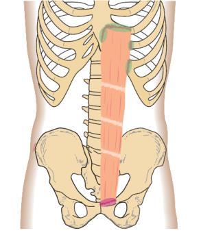 1.4 Svaly trupu Svaly trupu se dělí na přední a zadní porci svalů. Přední část zahrnuje svaly břicha a zadní strana obsahuje svalstvo zádové. 1.4.1 Svaly břicha Břišní svaly zahrnují ventrální svaly (m.