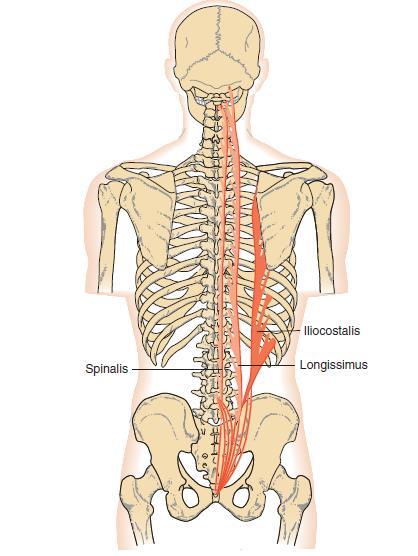 1.4.2.4 Systém krátkých svalů hřbetních Tento systém zahrnuje drobné svaly uložené nejhlouběji v m. erector trunci. Mm. interspinales se nacházejí mezi obratlovými trny. Mm. intertransversarii jsou rozepjaté mezi příčnými výběžky.