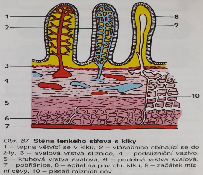 Obrázek č. 1 Stavba trávicí soustavy Zdroj: http://skolajecna.cz/biologie/ Obrázek č.
