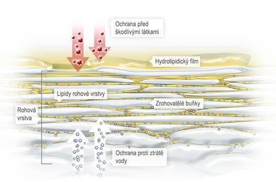 Sousední buňky epidermis jsou pevně spojeny prostřednictvím desmosomů, které průběžně zanikají a znovu se obnovují, aby mohlo docházet k posunu buněk směrem k povrchu.