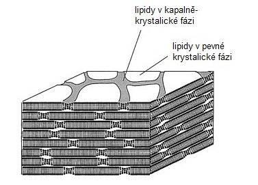 3.2. Doménově mozaikový model Forslind (1994) navrhuje dvouvrstvý doménově mozaikový model (v originálním názvu The Domain Mosaic Model ), v němž se má část lipidů nacházet v pevné krystalické fázi a