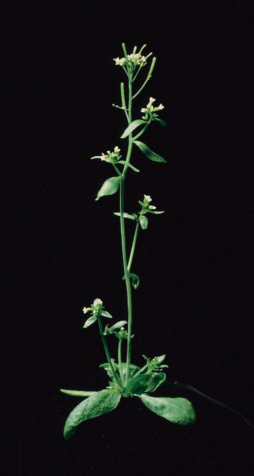 4) Functional genomic project 15 2000 Dokončen projekt sekvenování Arabidopsis genomu Publikováno ve speciálním čísle časopisu Nature: Nature 408: 796 826, 2000 Analysis of the genome sequence of the