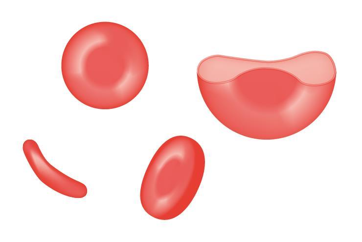 Obr. 46 Objemový podíl složení krve. Erytrocyty (obr. 47, tab. 6) vznikají z prekurzorů v červené kostní dřeni, kde je jejich tvorba stimulována hormonem ledvin erytropoetinem.