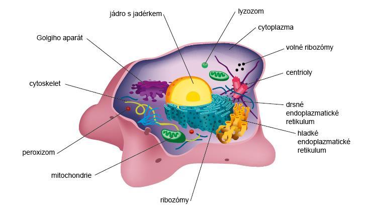 1.1 Úvod do kapitoly Při studiu lidského těla považujeme za základní to hledisko, které vychází z buněčné podstaty životních dějů.