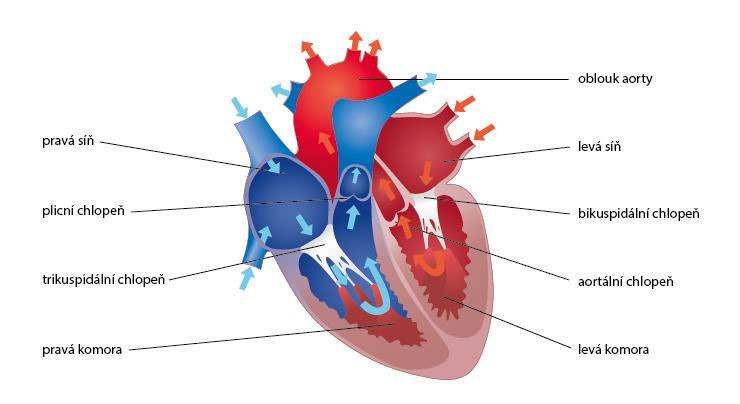 Ve vstupech a výstupech komor jsou umístěny chlopně, jejichž základ má oporu ve speciálních vazivových prstencích. Vnitřní stěnu srdce tvoří tenká vrstva slizničních buněk (nitroblána, endokard).
