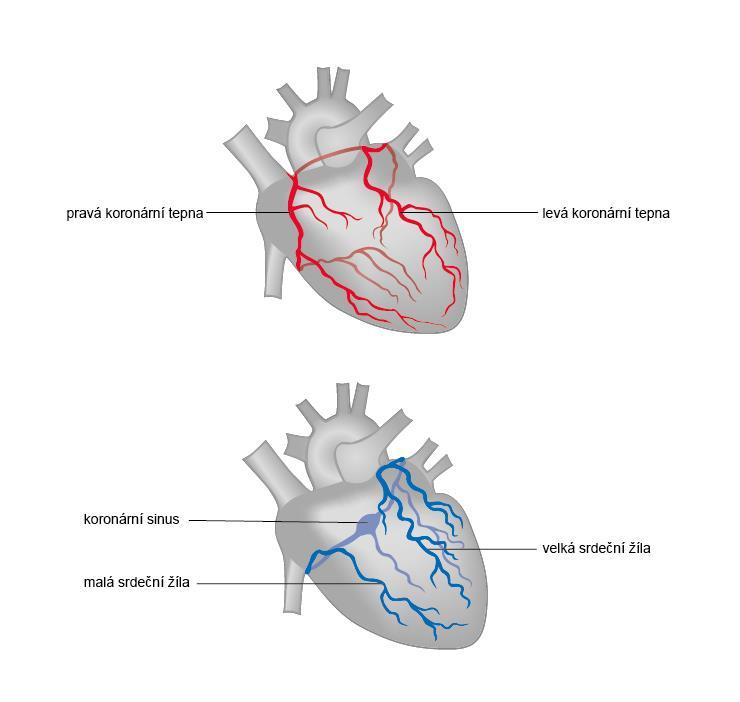 Srdeční žíly odvádějí krev z tkáně myokardu. Žíly se spojují ve větší, z nichž většina přechází v největší žílu (sinus coronarius), která ústí do pravé síně.