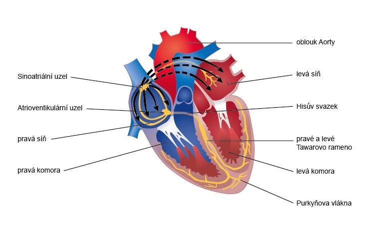 8.4.2 Srdeční převodní systém Převodní systém je tvořen shluky a svazky specializovaných srdečních buněk, v nichž se elektrický akční potenciál šíří velmi rychle ( bleskově ) po myokardu.