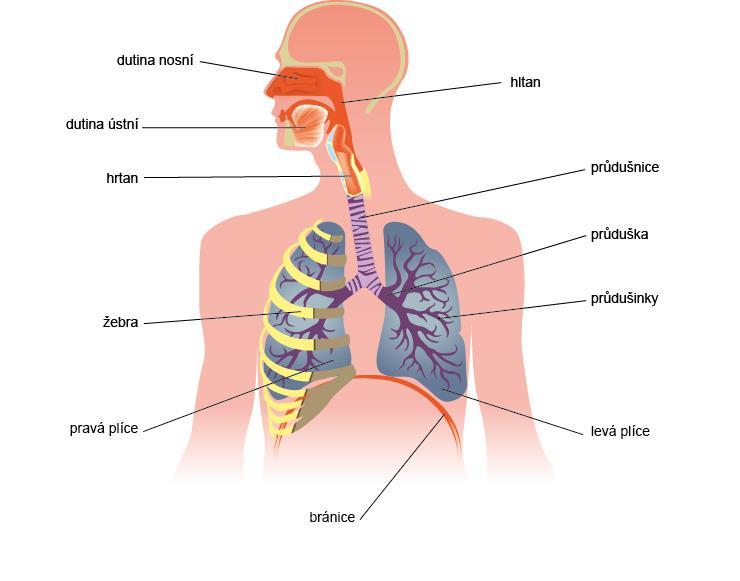Obr. 60 Dýchací cesty a plíce. 9.4 Plíce Plíce (lat. pulmo) jsou umístěny v hrudním koši. Plíce jsou párový orgán jsou tvořeny pravou a levou plící.
