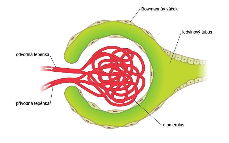 Každý nefron obsahuje glomerulus, jehož systém umožňuje přestup vody a v ní rozpustných látek do tzv. proximálního tubulu, do kterého přestupuje tzv. primární moč izoosmotická tekutina.