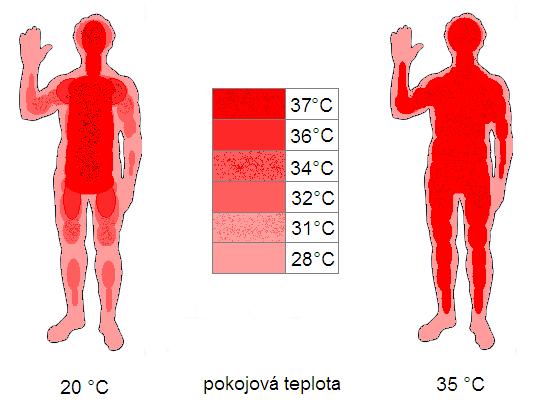 Obr. 68 Teplotní zóny těla. Kolísání tělesné teploty Normální tělesná teplota u člověka kolísá během dne v rozmezí o 0,5-0,7 C.