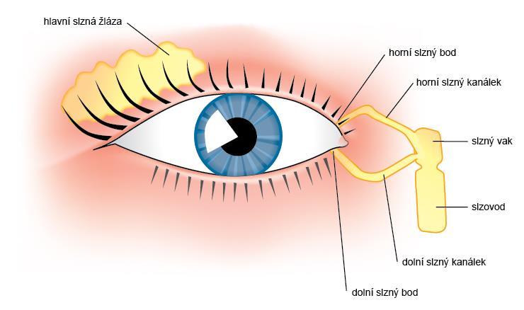 nebo umožňují/ usnadňují jeho funkci okohybné svaly aj. Obr. 74 Slzné kanálky oka. 12.