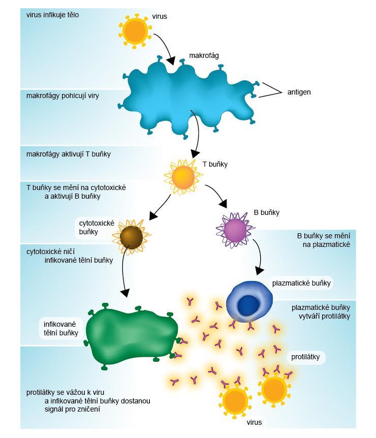 Obr. 81 Specifická imunitní reakce organismu.