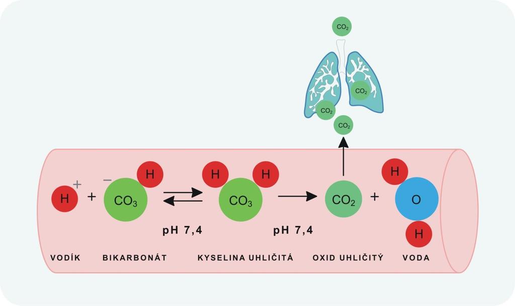 činnost je ovlivňována činností jater a ledvin a dýcháním. Pufrovací schopnosti má také hemoglobin v červených krvinkách. Obr. 3 Bikarbonátový pufrovací systém acido-bazické rovnováhy. 2.