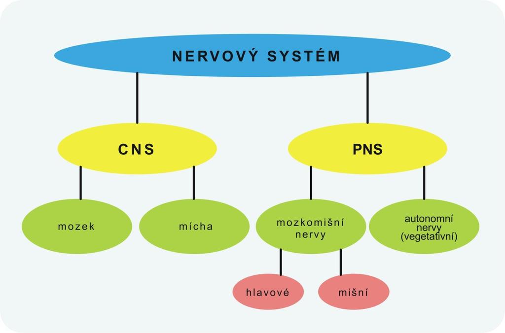 Obr. 7 Dělení nervového systému.