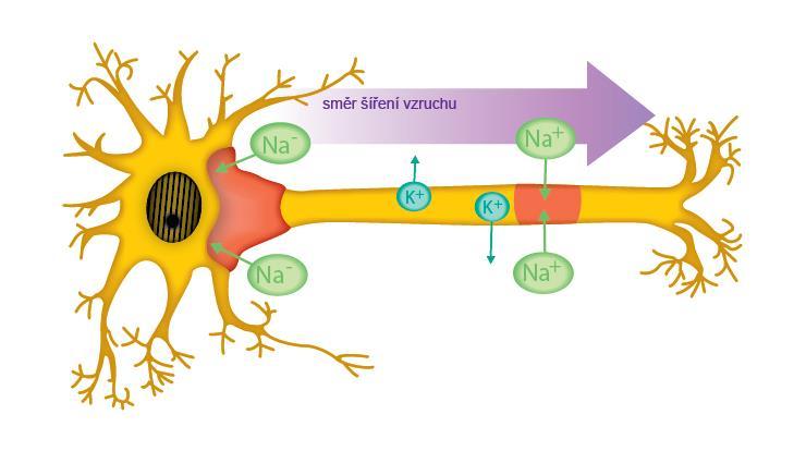3.2.1 Vzruch a synapse Vzruch (impuls) je projevem činnosti nervové buňky.