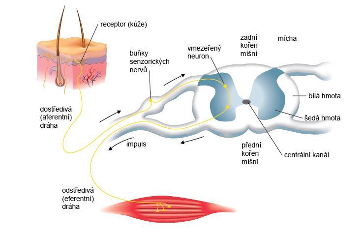 Obr. 12 Reflexní oblouk. Reflexy klasifikujeme podle: A. receptorů: exteroceptivní, interoceptivní a proprioceptivní B.