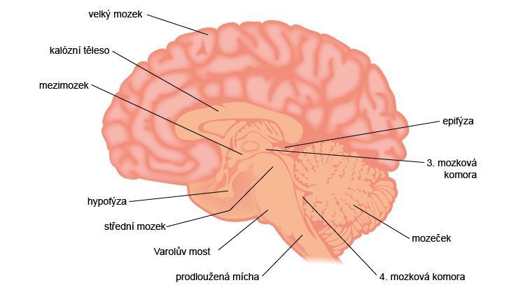 Obr. 13 Stavba mozku. 3.4.1 Páteřní mícha Vyplňuje páteřní kanál od prvního krčního obratle až ke druhému bedernímu obratli.