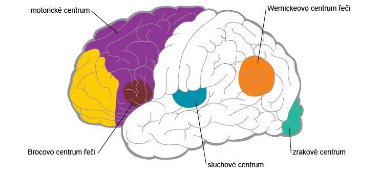motorické centrum řeči, uložené v zadní části gyrus frontalis a Wernickeovo senzorické centrum uložené na rozhraní temporálního, parietálního a okcipitálního laloku.