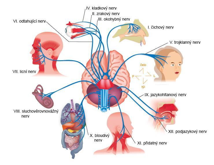 Obr. 17 Hlavové nervy. Tab. 3 Základní funkce hlavových nervů.