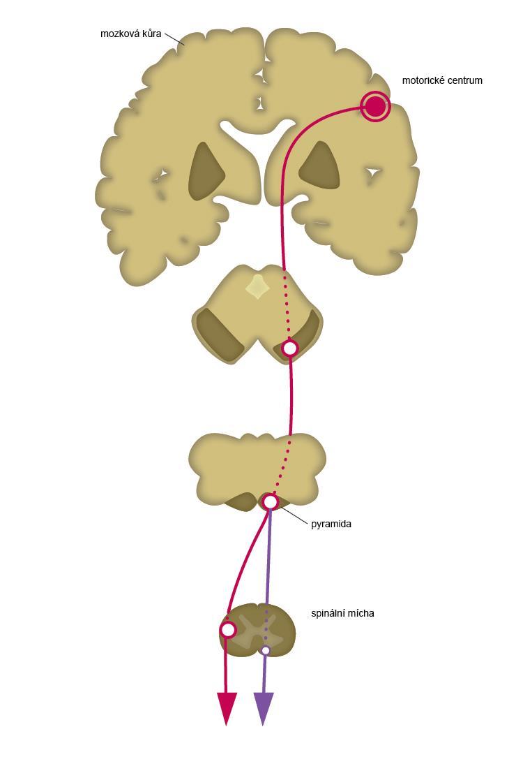 Obr. 20 Pyramidová dráha. B. extrapyramidové dráhy, které mají začátek v korové oblasti (premotorická oblast čelního laloku), v bazálních gangliích, thalamu, středním mozku a retikulární formaci.