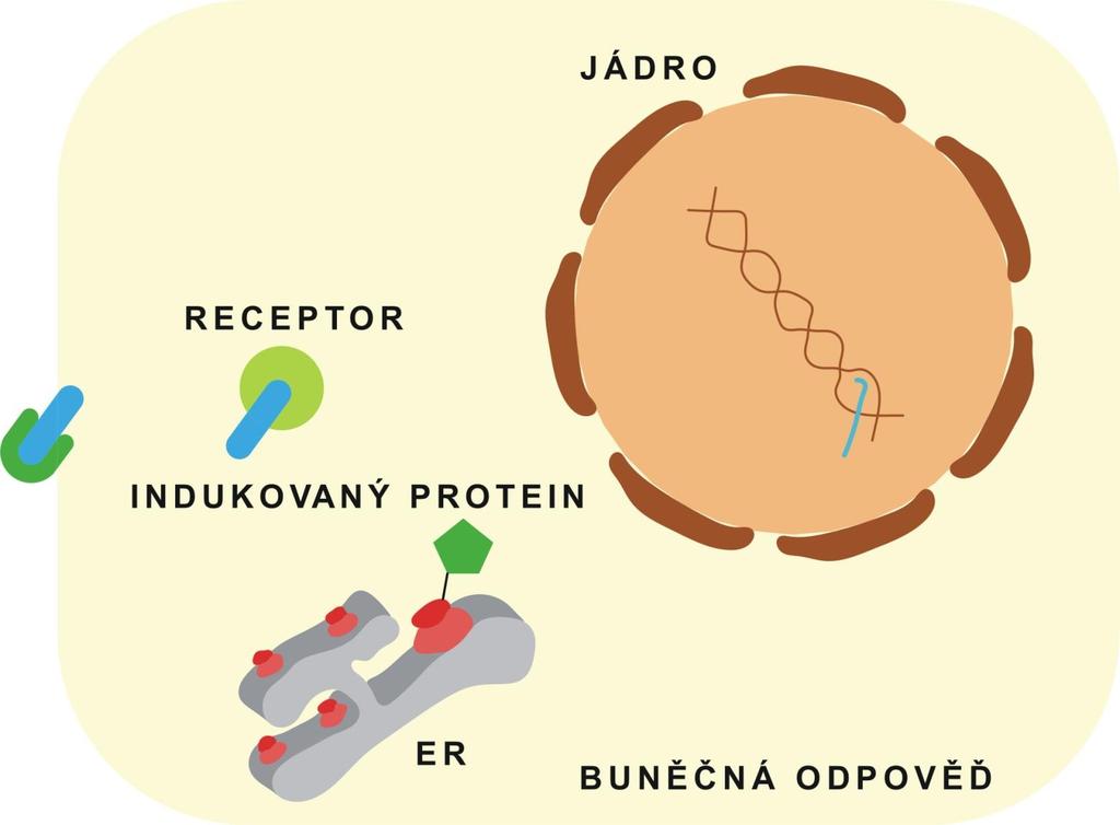 Obr. 24 Mechanismus působení steroidních hormonů. Některé endokrinní poruchy jsou způsobeny nedostatkem receptorů pro daný hormon.
