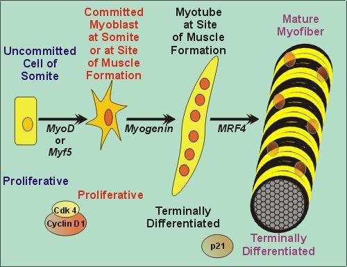 Vývoj kosterního svalu Buňky v somitu Myoblast- může migrovat a proliferovat Myotuba splývání