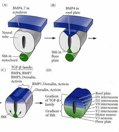 Vývoj nervové trubice Signalizace z notochordu a povrchového