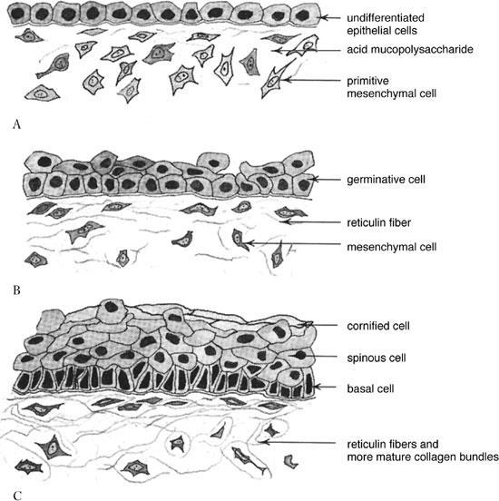 Vývoj epidermis Jednovrstevný kubický epitel Periderm 2 vrstvy