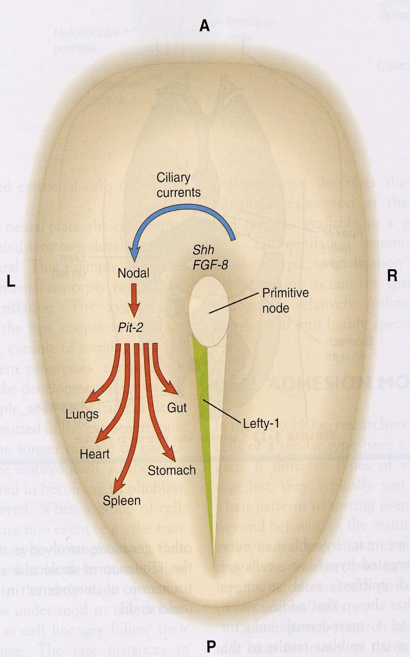 Osy embrya Antero-posteriorní Levo-pravá Dorso-ventrální