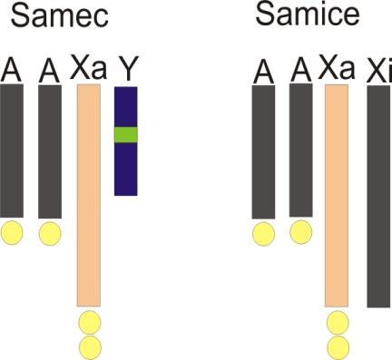3. Vyrovnání exprese mezi geny lokalizovanými na chromozómu X a autozómech V průběhu evoluce se vyvinulo několik systémů kompenzace genové dávky, které slouží k vyrovnání genové exprese u genů