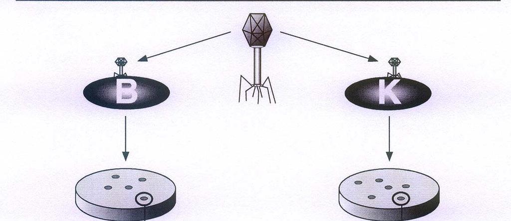 Experimentální důkaz přítomnosti a působení RM systémů